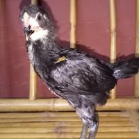 ขายลูกไก่​ ส.จักรพงษ์​ฟาร์ม​ 2