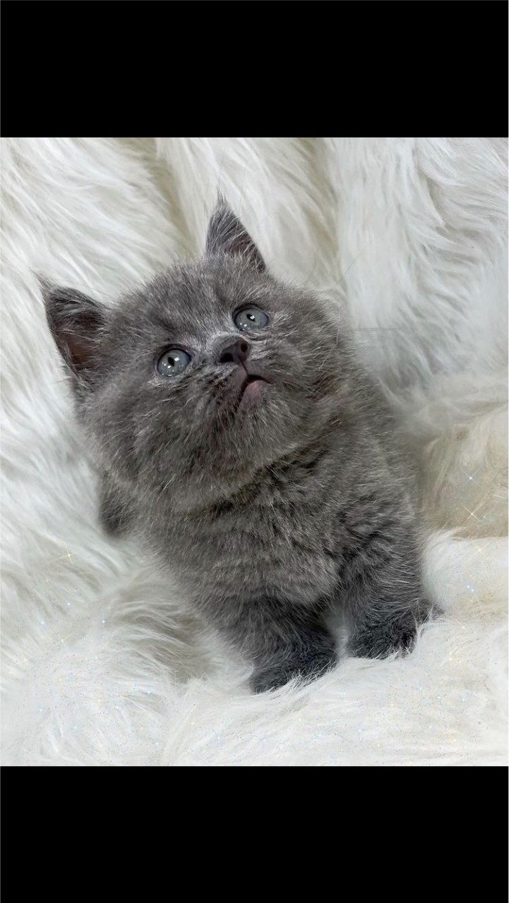 芳驤貓閣🐱