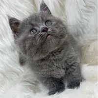 芳驤貓閣🐱