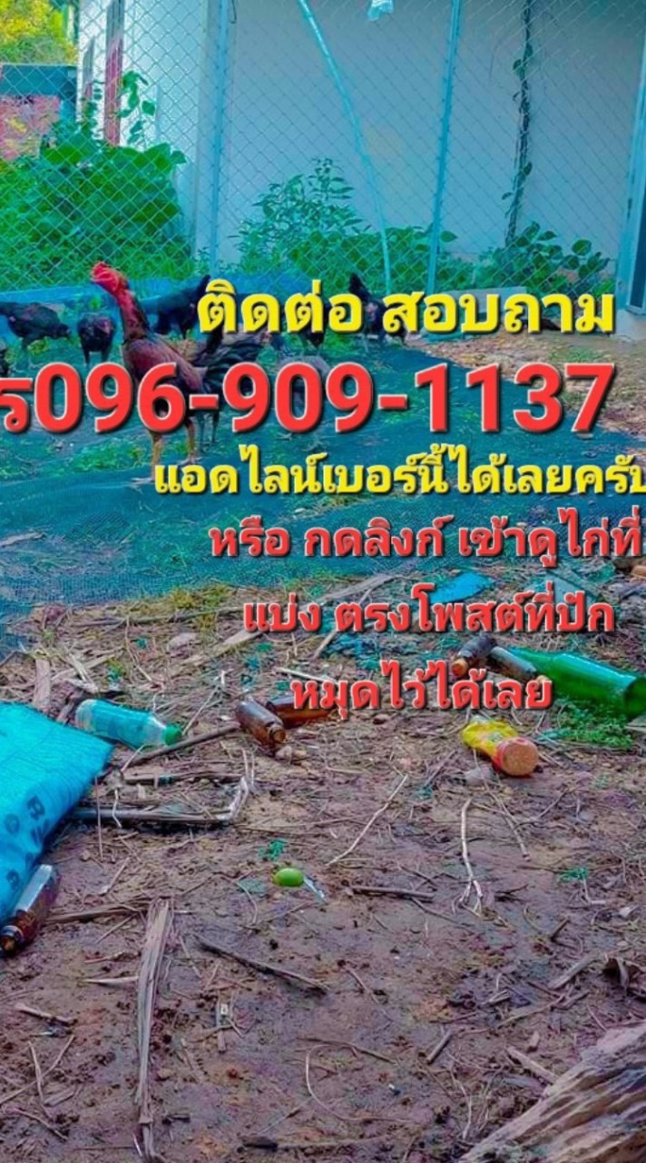 พญาหงส์ ฟาร์ม จ.บึงกาฬ