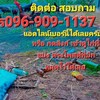 พญาหงส์ ฟาร์ม จ.บึงกาฬ