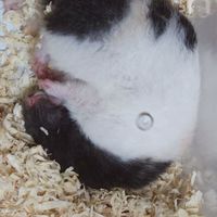 ハムスターが大好きです！