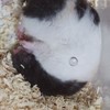 ハムスターが大好きです！