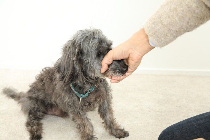 犬と一緒に寝ることをおすすめできない理由とは