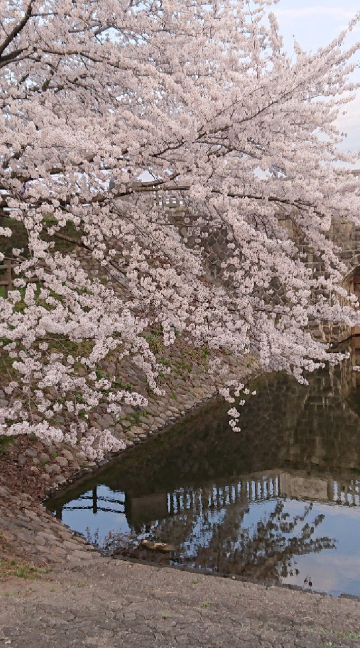 新潟県新発田市民🍀