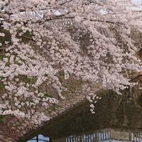新潟県新発田市民🍀