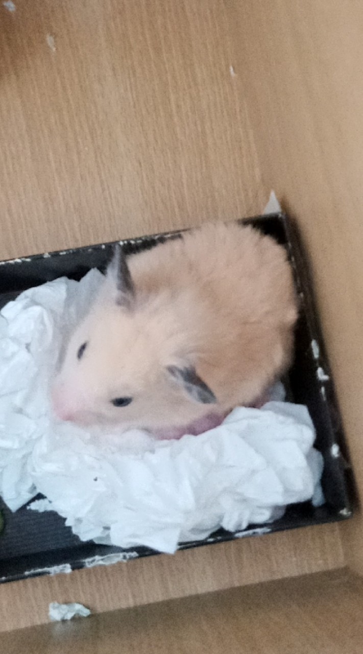 寵物來報到(≧▽≦)