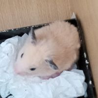 寵物來報到(≧▽≦)
