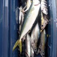 船釣鮮魚攤