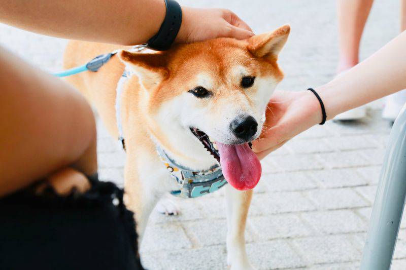 為何台灣人超愛養柴犬 理由網認了 Nownews 今日新聞 Line Today