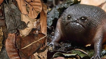 8 種長相超怪異奇特的青蛙 牠們獨特的樣子會讓你恨不得能親眼見一次本尊！