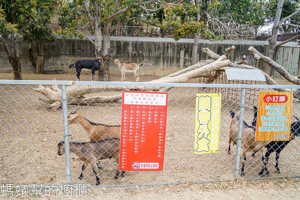 端午連假省荷包開玩！８家「免門票親子農場」：割牧草餵小羊、菇菇現採現烤