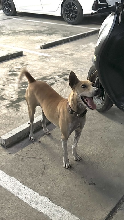 เคสน้องแดง หอนก🐕
