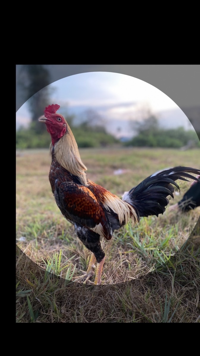 🐔ซื้อ-ขาย ไก่ชนสายพันธุ์พม่า เพชรบุรี🐔