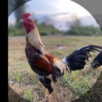 🐔ซื้อ-ขาย ไก่ชนสายพันธุ์พม่า เพชรบุรี🐔