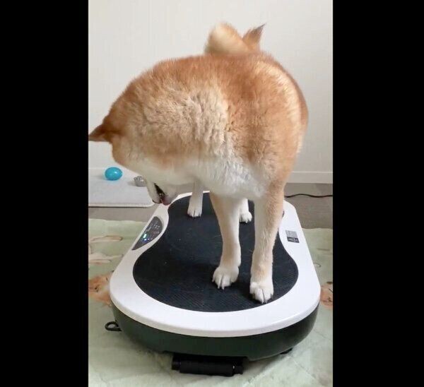 ダイエット器具の使い方をマスターした柴犬