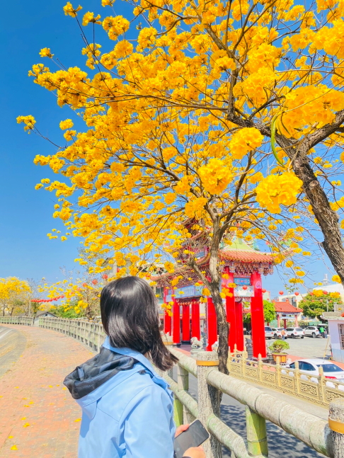 溫磘宮黃花風鈴木,雲林斗南將軍崙溫磘宮,雲林斗南黃花風鈴木秘境,雲林黃花風鈴木