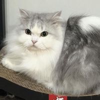 Be寶貓貓群