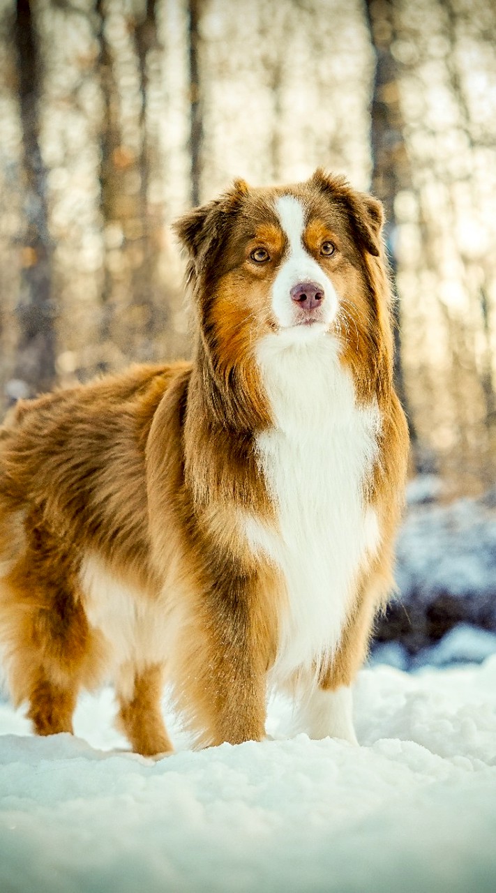 德叔寵物聯合國