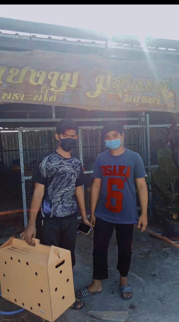 ซุ้มอานัสชัย ฟาร์ม ไก่ตัวละไม่เกิน1ใบเทา