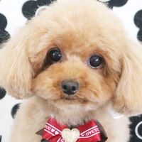 癒しのんびり別館