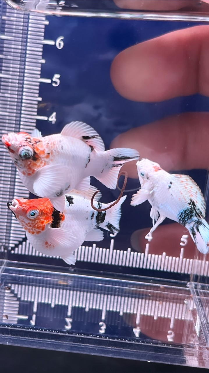 🐠ปลาบอลลูนทุกสายพันธุ์🇹🇭