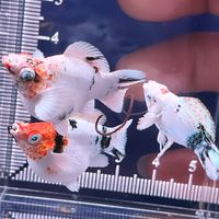 🐠ปลาบอลลูนทุกสายพันธุ์🇹🇭
