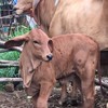 วัวควายราคามิตรภาพ by Mal farm