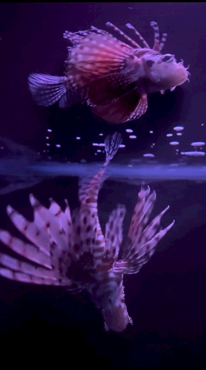 ดันᥥ𓈒ᥥׂFacebookเรช