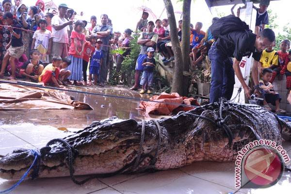 Warga Singkil Tangkap Buaya Sepanjang 4,5 Meter