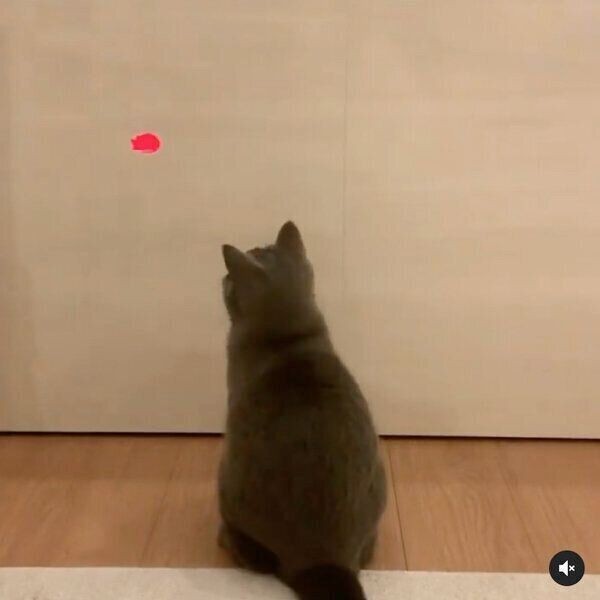 エモノを追いかける猫 びよ んと伸びる姿 がめちゃカワ