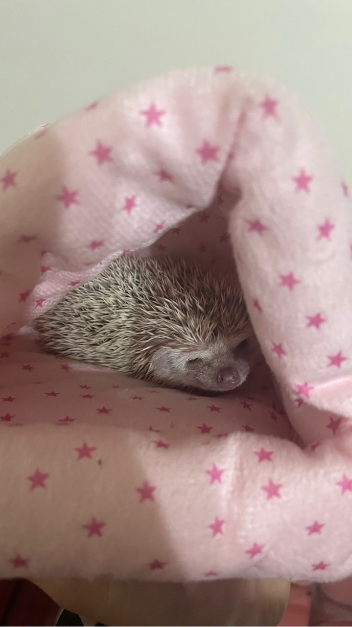 可愛動物大集合
