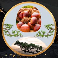 【栗松】零壱攻略サロン