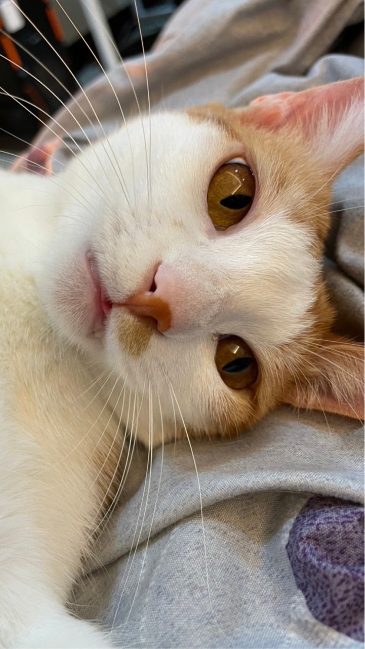 🐶寵物集散地🐱。毛孩們的出沒之處