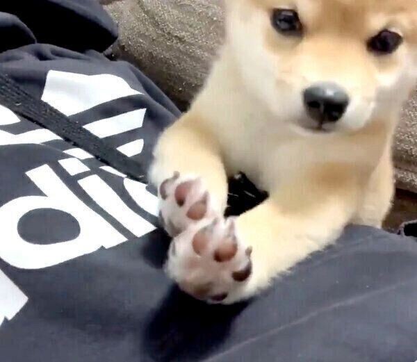 飼い主が笑うたびに スーパーマン になる豆柴