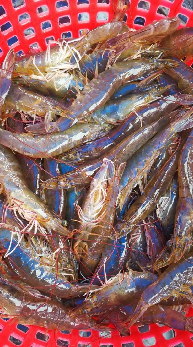 ชมรมกุ้งสตูล