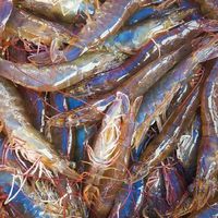 ชมรมกุ้งสตูล