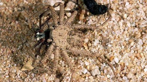 世界5大超毒蜘蛛 黑寡婦只排名第4 三立新聞網 Line Today