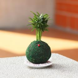 ◎製作過程完全天然、手工且零汙染,以水苔、土壤與植物捏塑而成的綠苔玉|◎打破了一般人對盆栽的既定印象,展現出造型與實用兼具的新風情,綠苔玉不只是單純的植物,更是能帶來療癒感的心靈寵物|◎品牌:Ligh