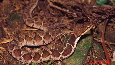 山上遇蛇 神人揭密10常見蛇網推爆 三立新聞網 Line Today