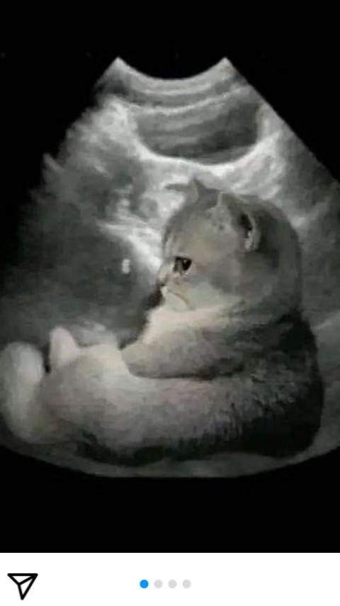 🐈喵莊貓舍🐈