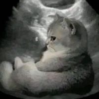 🐈喵莊貓舍🐈