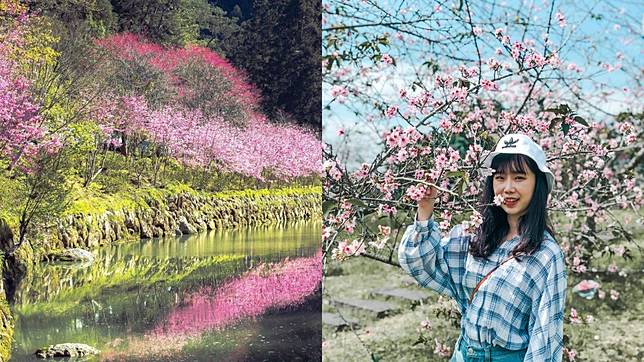 來去南投賞花趣 1 月至12 月全年花季全攻略 錫葉藤 銀杏 粉黛亂子草接力開放超爛漫 女子學 Line Today