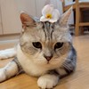 Pokémon GO 喵喵隊