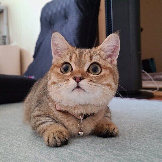 やりすぎは要注意 飼い主さんがしがちな Ngお手入れ