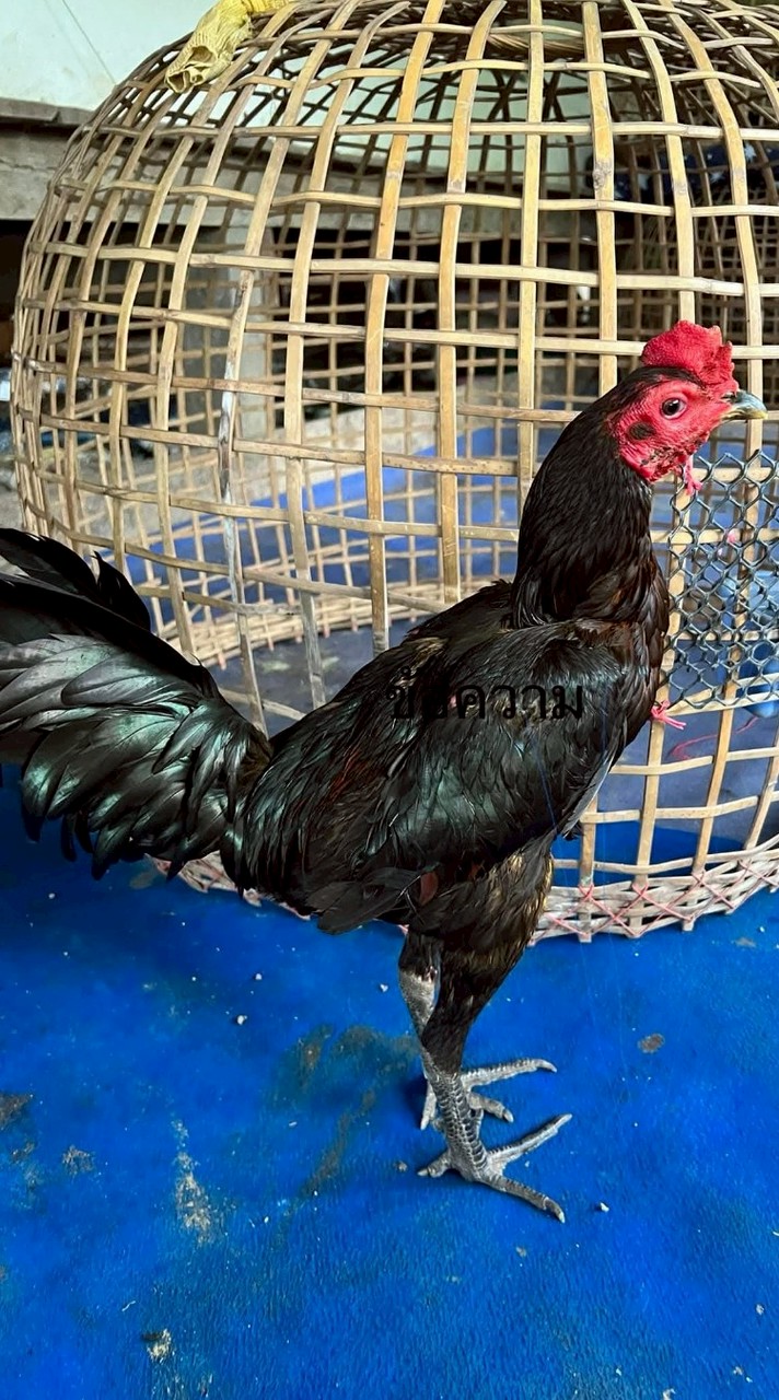 ซุ้ม.ไทรทองราชบุรี