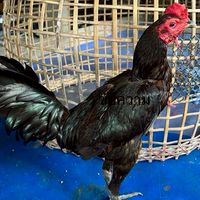 ซุ้ม.ไทรทองราชบุรี