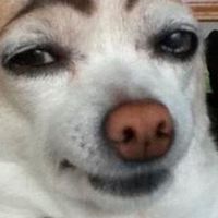 動物病院スタッフの現実