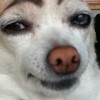 動物病院スタッフの現実