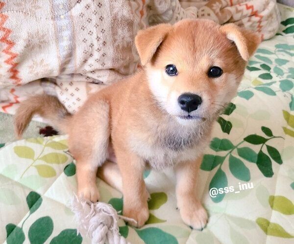 両耳が垂れていた愛らしい柴犬子犬 両耳が立った現在の姿 いぬのきもちnews